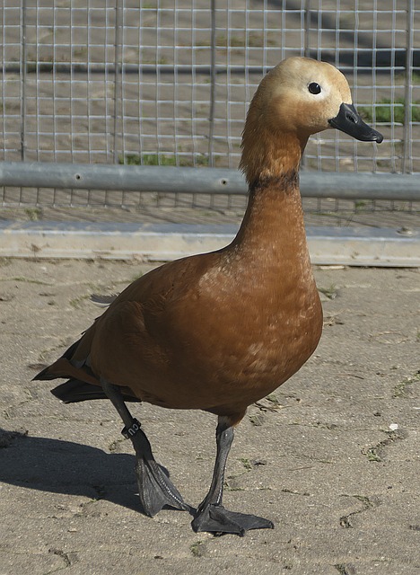 它需要思考